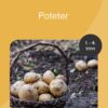 Poteter - Arbeidshefte, 1.-4. trinn